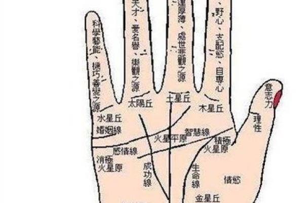 怎么看手相女八字命理详解 怎么看手相女八字命理详解