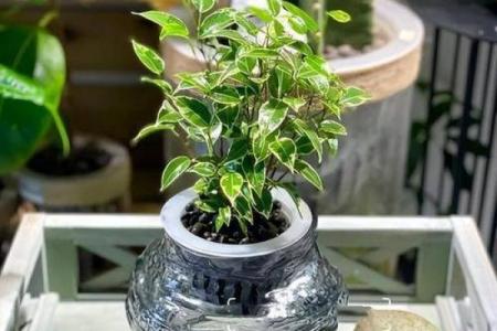 家居阳台风水知识 适合放在阳台的几种招财物