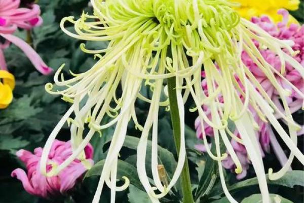 天后灵签陶渊明赏菊解签 天后灵签陶渊明赏菊解签