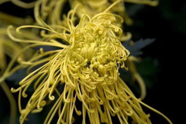 天后灵签陶渊明赏菊解签 天后灵签陶渊明赏菊解签