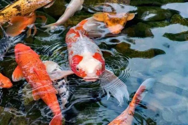 家庭养风水鱼适合哪几种? 家庭养风水鱼适合哪几种?