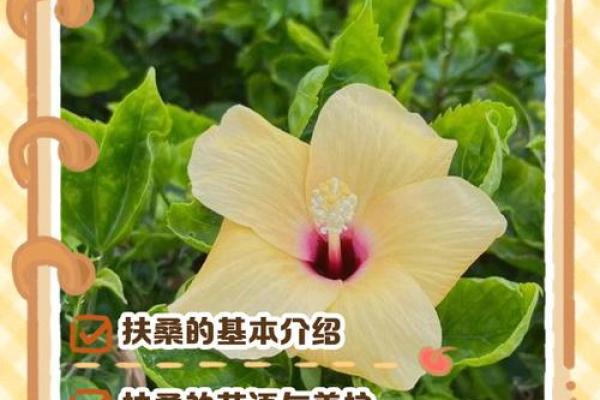 扶桑花与风水 扶桑花与风水有关吗