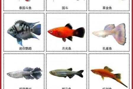 家庭养风水鱼适合哪几种？