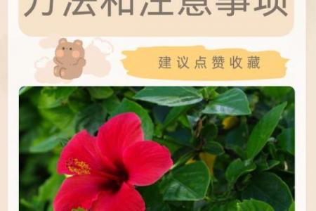 扶桑花与风水 扶桑花与风水有关吗