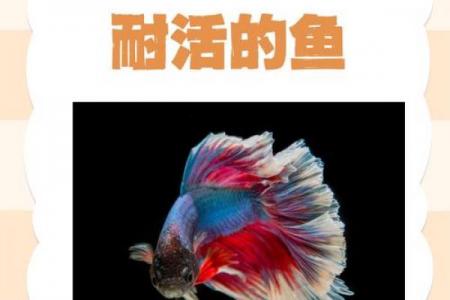 养鱼风水的忌讳有哪些呢