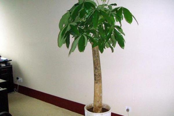 家居风水 一进门摆什么植物最好-