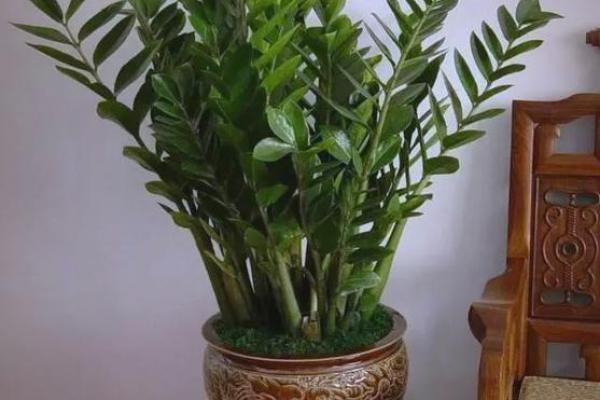 家居风水 一进门摆什么植物最好-