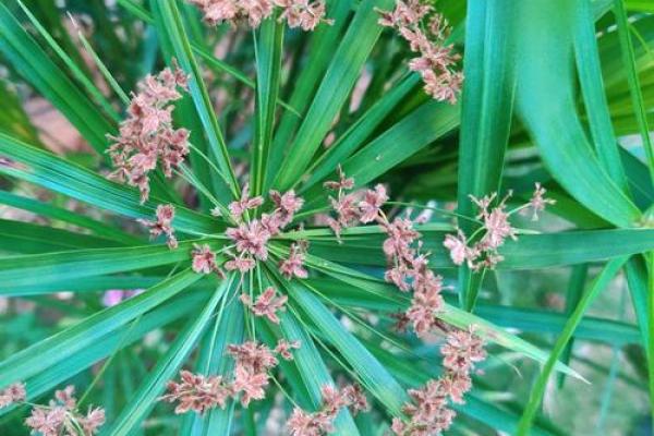 风水竹子开花意味着有灾祸发生吗