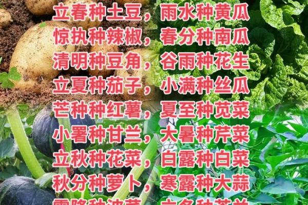 房子周围种菜有风水讲究吗 房子周围种菜有风水讲究吗