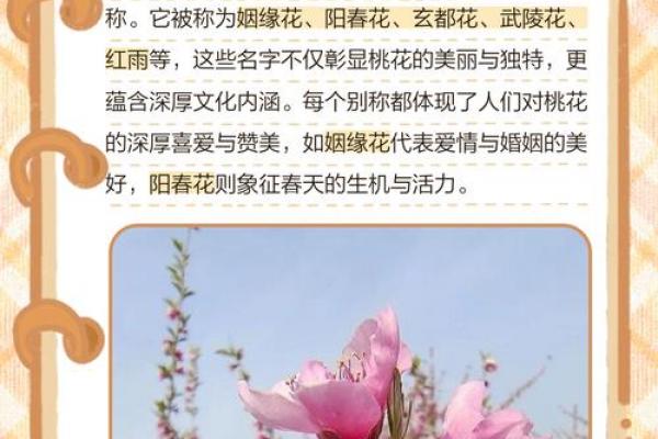 命带桃花，带桃花的八字特点，查命格桃花的方法