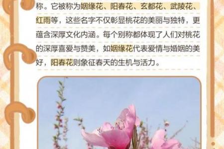 命带桃花，带桃花的八字特点，查命格桃花的方法