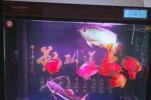金鱼缸风水尾数功能鱼算不