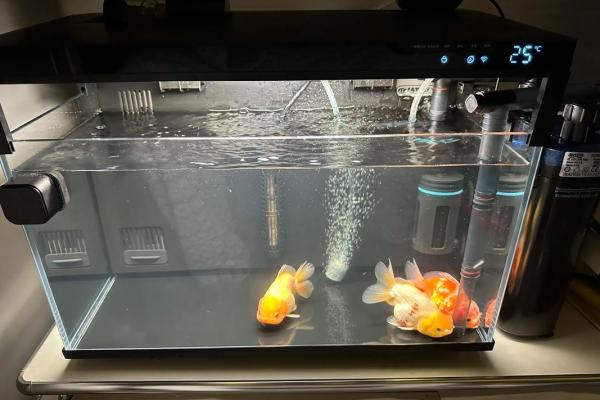 金鱼缸风水尾数功能鱼算不