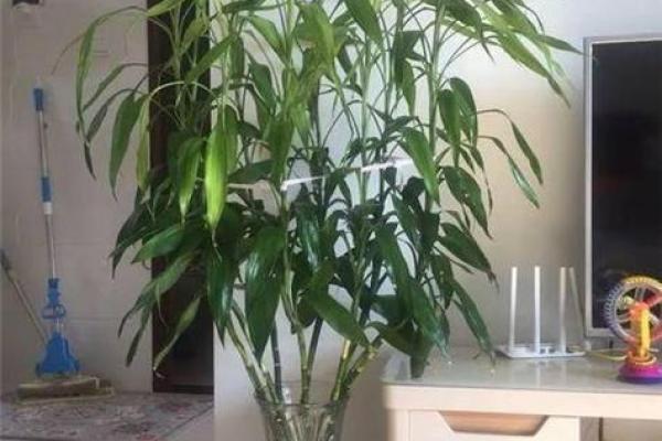 如何养殖富贵竹风水 如何养殖富贵竹风水