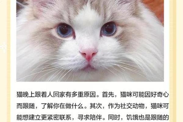 家里可以养新猫吗吉凶测试 家里可以养新猫吗吉凶测试