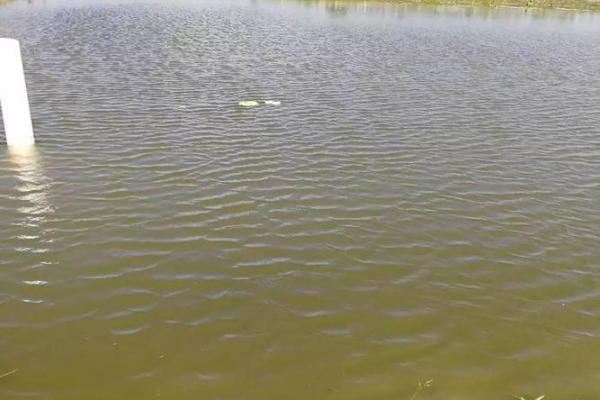 成鱼饲养“八字精养法” 成鱼饲养“八字精养法”