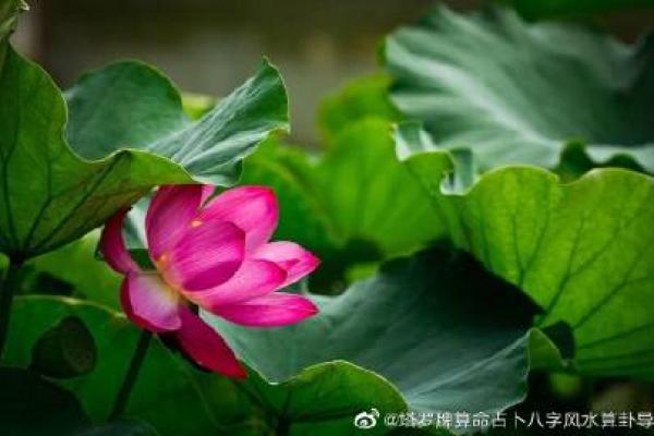 算命的说女儿是花姐 经历惊险一幕才化解