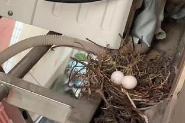 斑鸠的风水作用