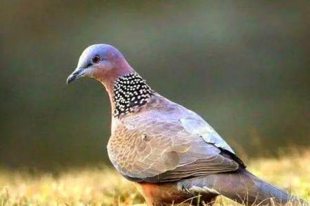 斑鸠的风水作用