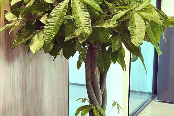 家庭绿植风水 家庭绿植风水好