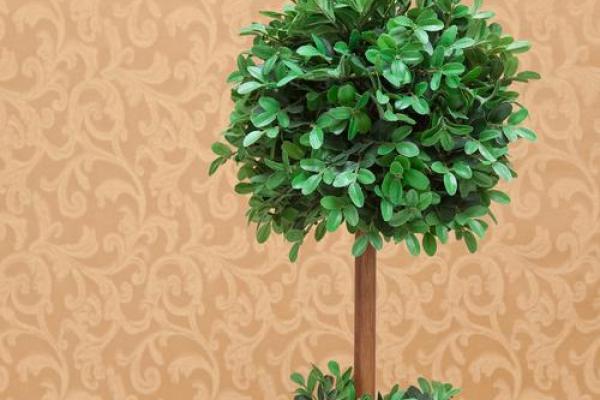 房子西边适合种什么植物风水好