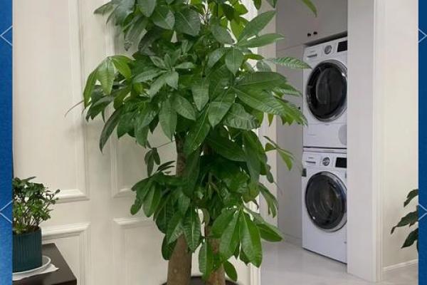 房子西边适合种什么植物风水好