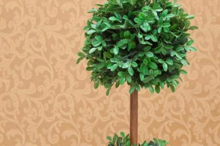 房子西边适合种什么植物风水好