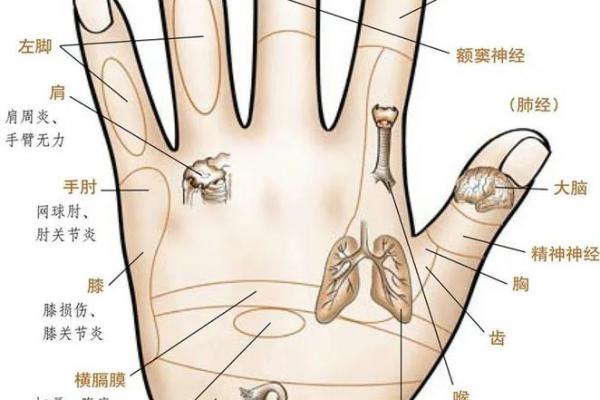 看手相算命：第五课 论健康