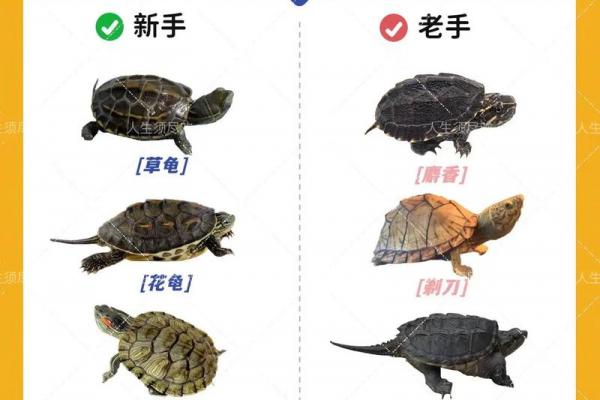 养多少只龟 养龟风水 养几只龟好