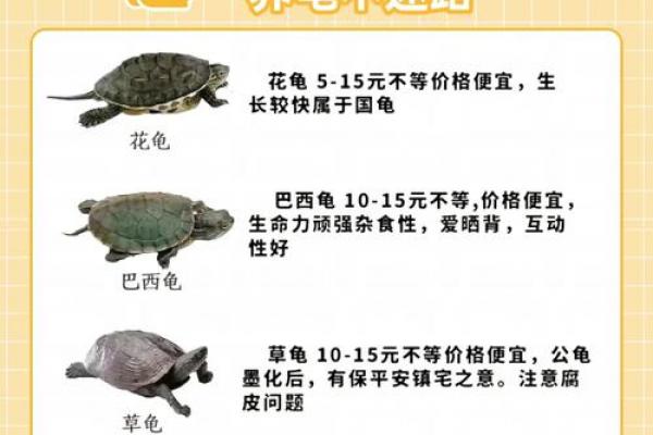 养多少只龟 养龟风水 养几只龟好