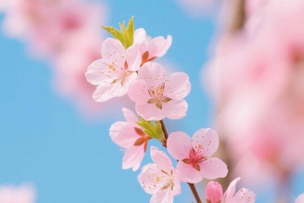 婚恋风水：这些布局容易招桃花