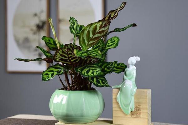 竹芋风水改善家庭空间气氛