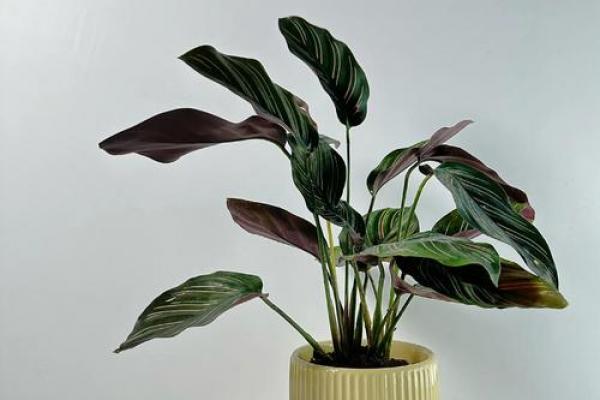 竹芋风水改善家庭空间气氛