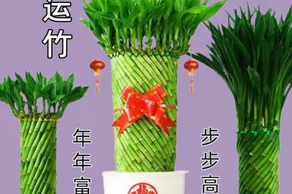 家庭风水家里种黄金竹好吗招财聚宝