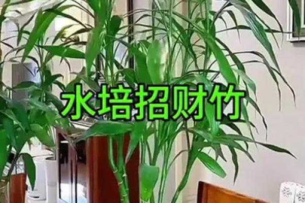 家庭风水家里种黄金竹好吗招财聚宝