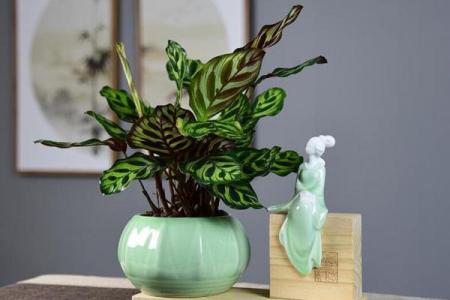 竹芋风水改善家庭空间气氛