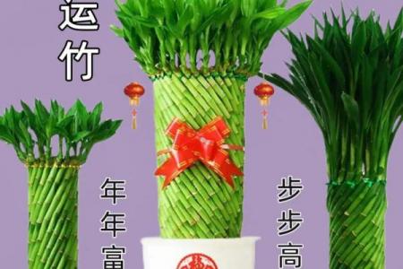 家庭风水家里种黄金竹好吗招财聚宝