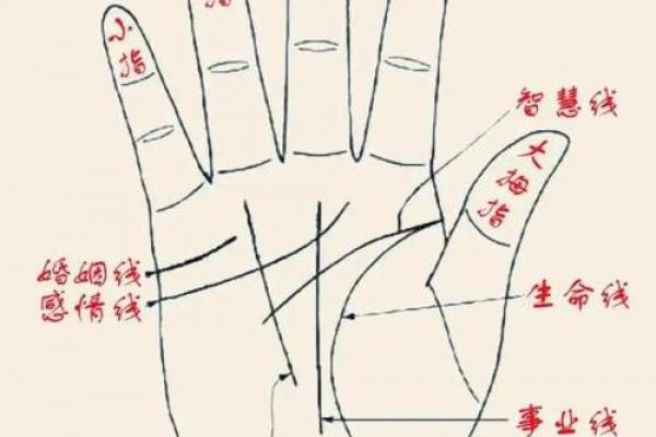 手型算命:兼型手人的性格与命运 手型算命:兼型手人的性格与命运